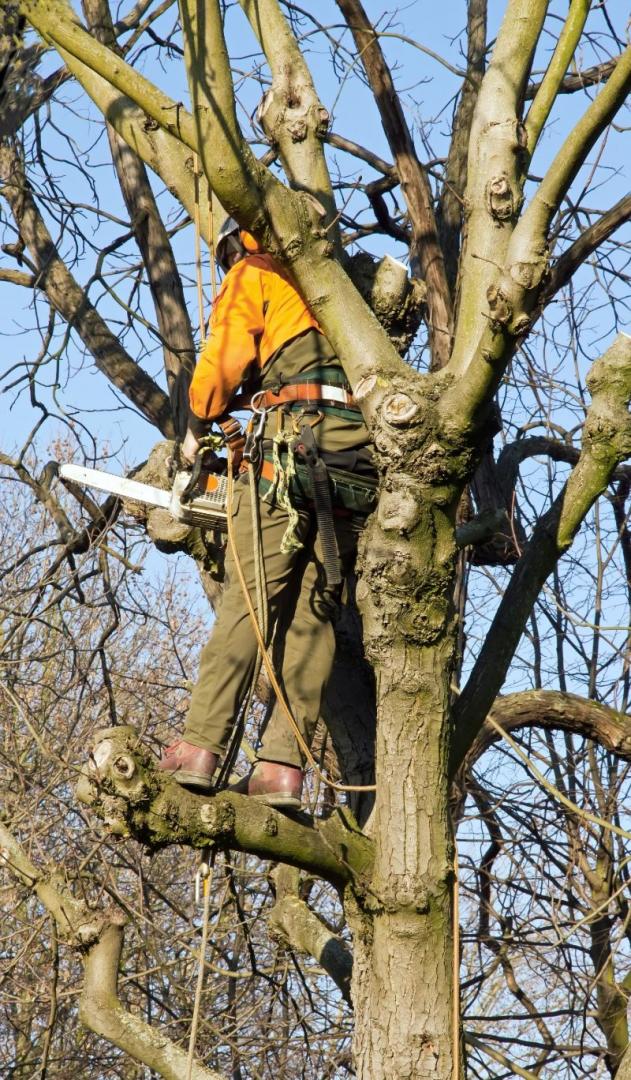 Abattage d’arbres Dole,